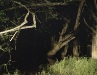 Calakmul